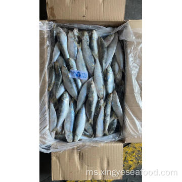 Sardin ikan beku sardina pilchardus